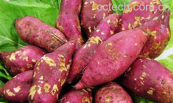 果蔬百科板栗红薯-0