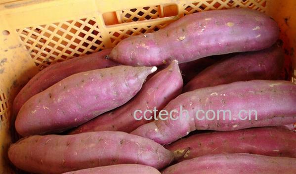 果蔬百科甘薯-0