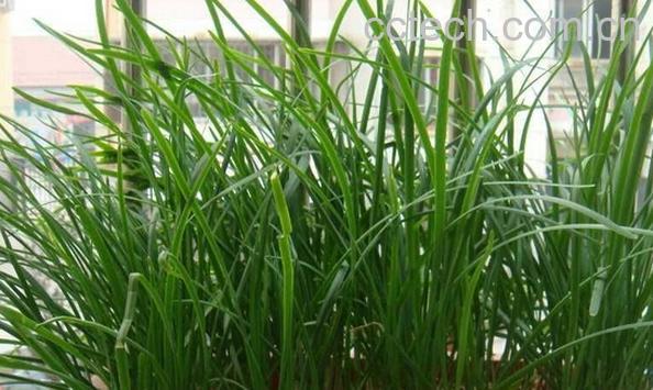 果蔬百科有毒韭菜的鉴别-0