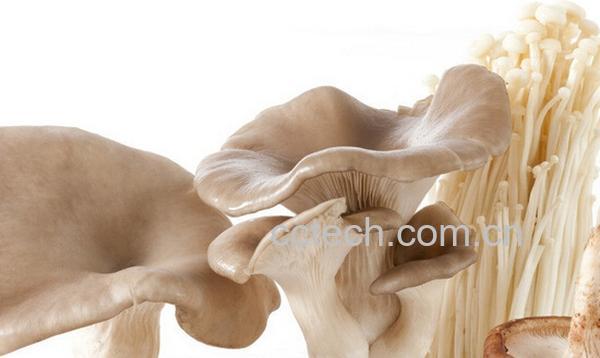 果蔬百科新鲜蘑菇-0