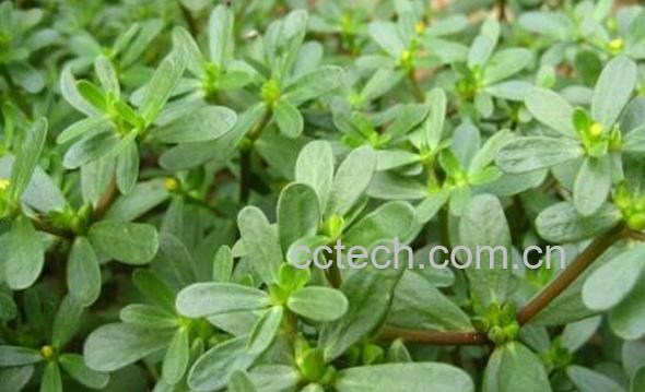 果蔬百科马生菜-0