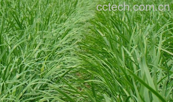 果蔬百科有机韭菜的种植方法-0