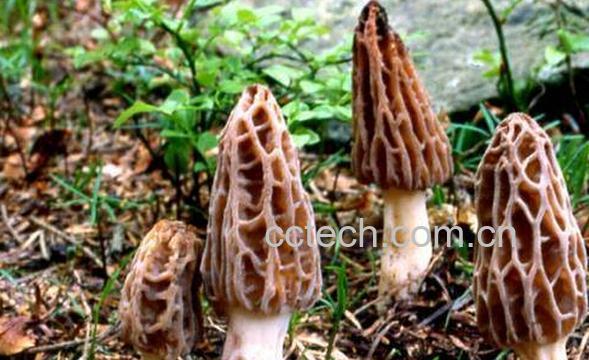 果蔬百科羊肚蘑菇-0