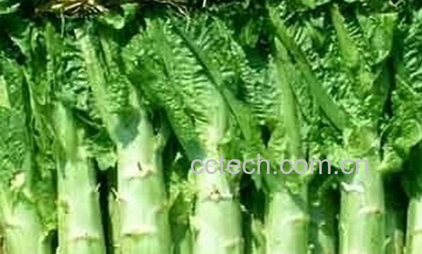 果蔬百科莴苣和莴笋-0