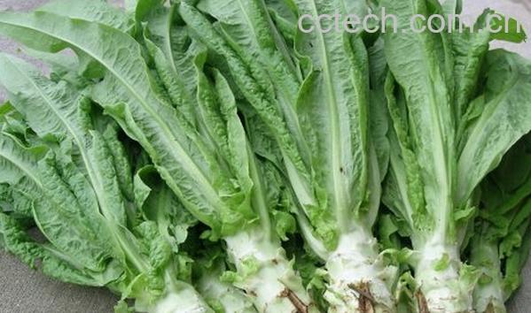 果蔬百科莴笋-0