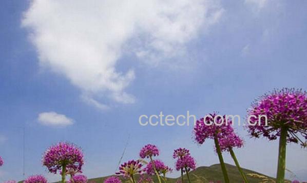 果蔬百科野韭菜花-0