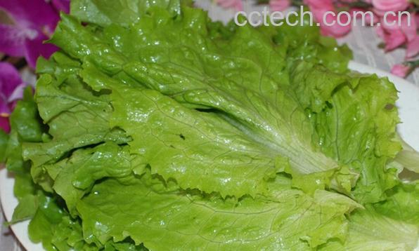 果蔬百科生菜不能和什么一起吃-0