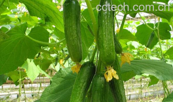 果蔬百科乳瓜怎么种植-0