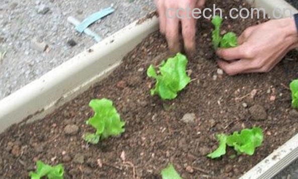 果蔬百科奶油生菜阳台种植方法-0