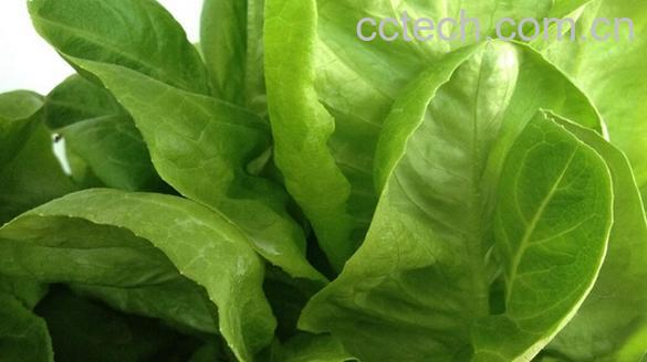 果蔬百科奶油生菜-0