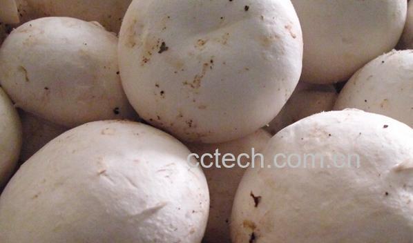 果蔬百科新鲜蘑菇-0