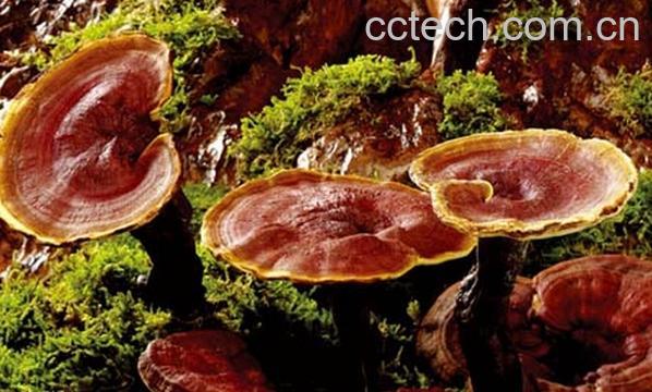 果蔬百科药用蘑菇-0