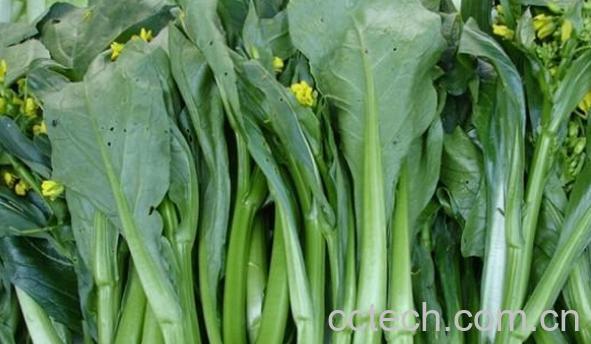 果蔬百科芥蓝营养价值-0