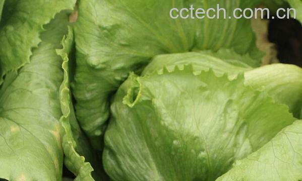 果蔬百科结球生菜-0