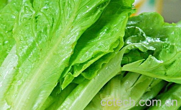 果蔬百科生菜怎么吃有营养-0