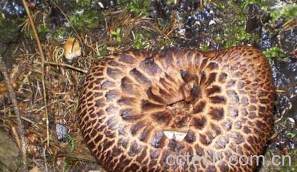 果蔬百科新疆野生蘑菇-0