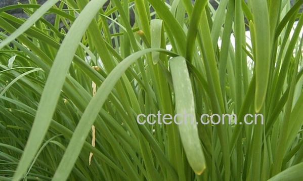 果蔬百科幼儿能否吃韭菜-0