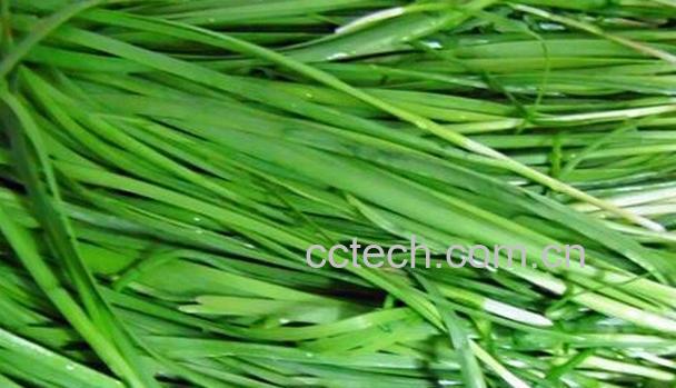 果蔬百科月经时能吃韭菜吗-0