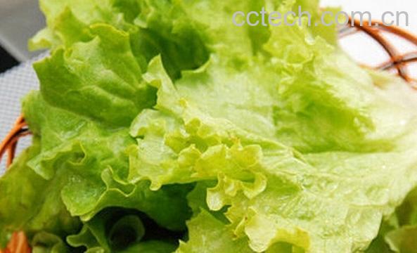 果蔬百科生菜-0