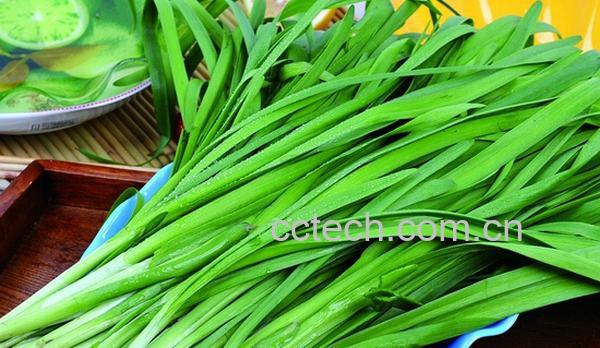果蔬百科月子里可以吃韭菜吗-0