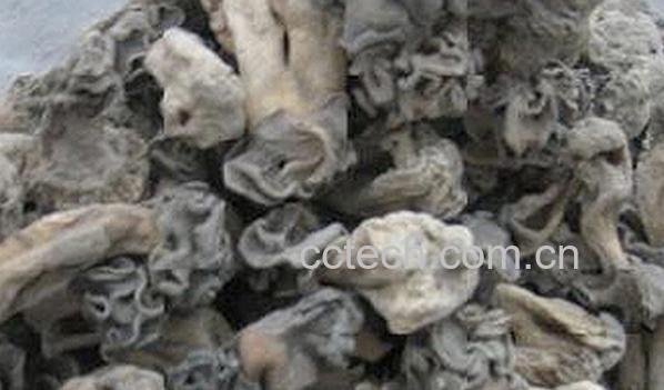 果蔬百科新疆巴楚蘑菇-0