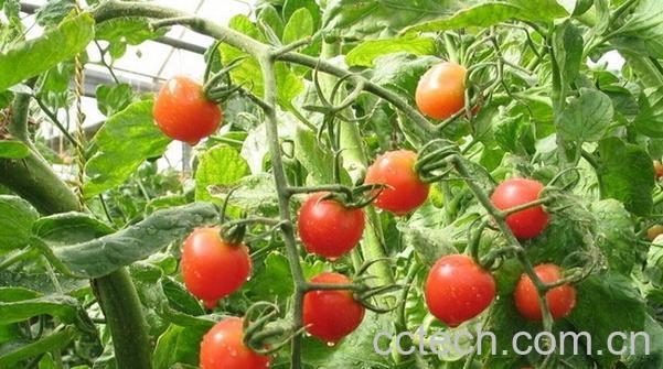 果蔬百科番茄保鲜术-0