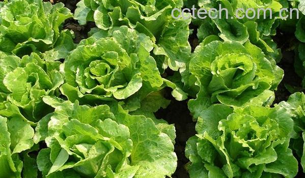 果蔬百科生菜为什么发苦-0