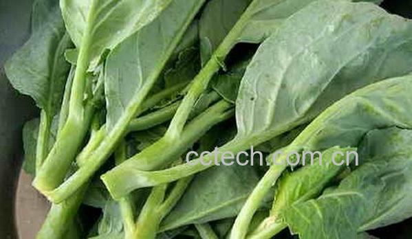 果蔬百科芥蓝和菜心-0