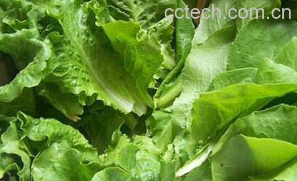 果蔬百科莴笋叶-0