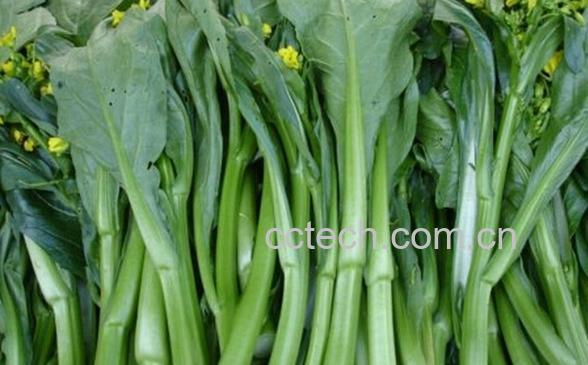 果蔬百科芥蓝和菜心-0