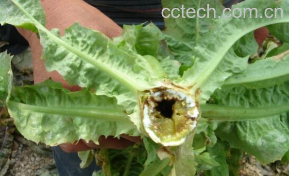 果蔬百科莴笋空心-0