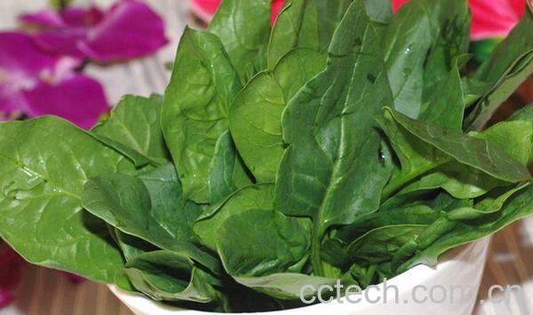 果蔬百科菠菜-0