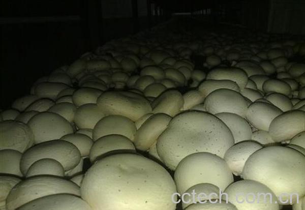 果蔬百科巴里坤野蘑菇-0