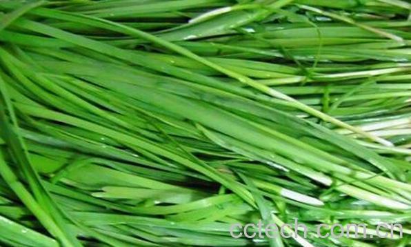 果蔬百科孕妇吃韭菜有好处吗-0