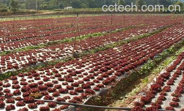 果蔬百科紫叶生菜-0