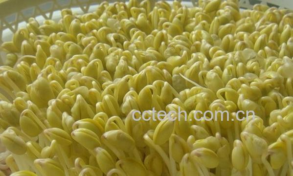 果蔬百科怎么发黄豆牙-0