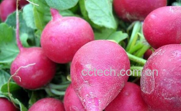 果蔬百科胡萝卜与红萝卜的区别-0