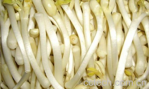 果蔬百科花生芽苗菜的种植-0