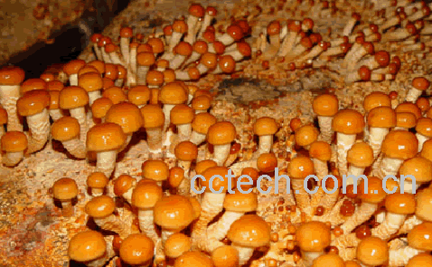 果蔬百科巴西蘑菇-0