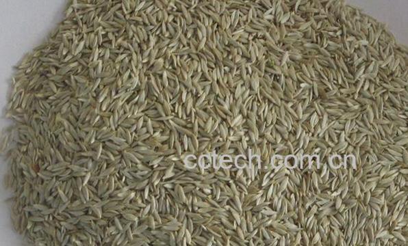 果蔬百科生菜子-0