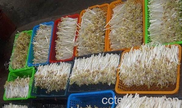 果蔬百科芽苗菜花生的种植方法-0