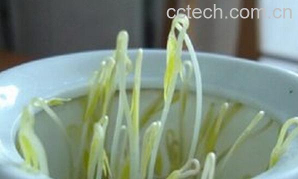 果蔬百科用水壶发豆芽-0