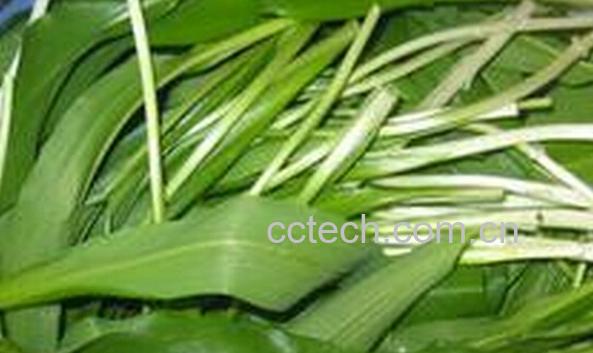 果蔬百科野韭菜和韭菜的区别-0