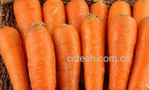 果蔬百科转基因胡萝卜-0