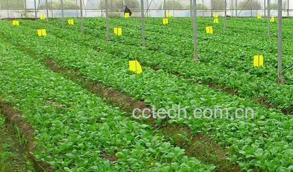 果蔬百科鸡毛菜-0