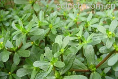 果蔬百科马生菜-0