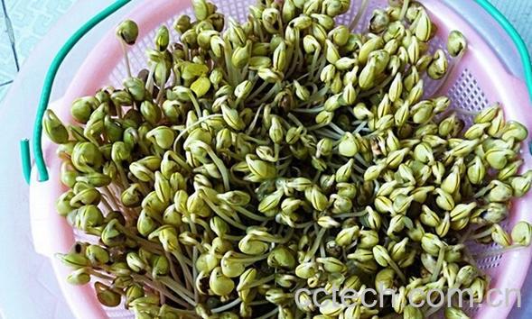 果蔬百科怎么发豆牙-0