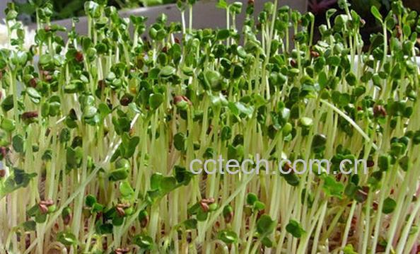 果蔬百科芽苗菜的种植-0