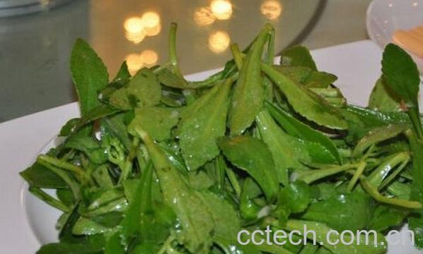 果蔬百科曲曲菜-0