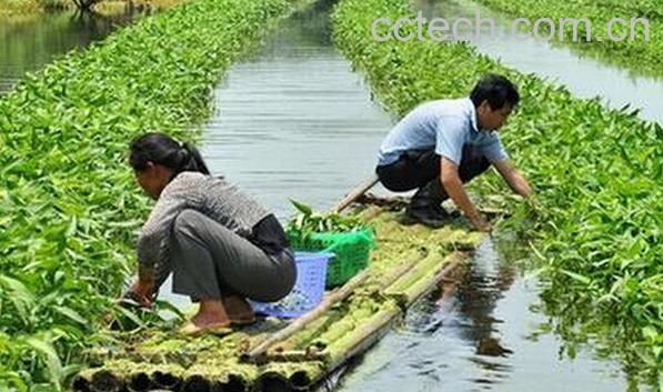 果蔬百科水上种植空心菜-0